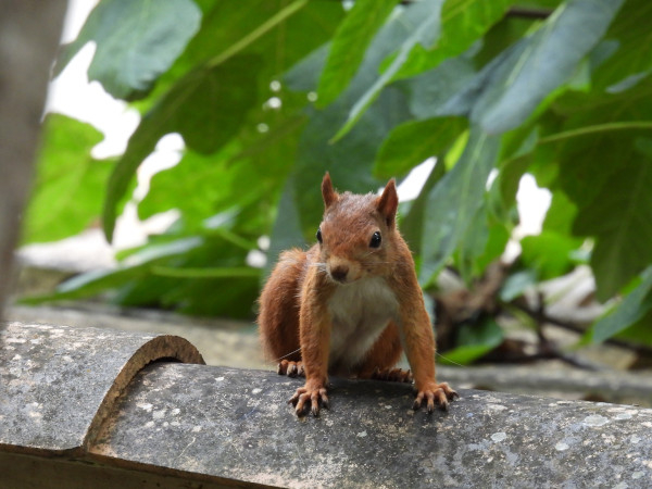 Ecureuil roux (Sciurus vulgaris) © Jean Chaussignand